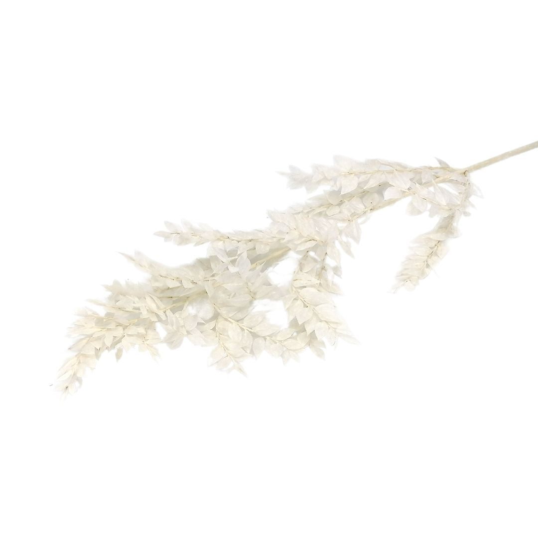 Droogbloemen: Ruscus wit - OptimaDoopsuiker